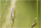 Grasmot - Crambus perlella