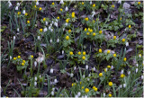 Winterakoniet - Eranthus hyemalis en gewoon Sneeuwklokje - Galanthus nivalis