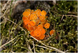 klein oranje Zandschijfje - Byssonnectria aggregata