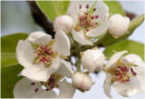 Appelbloesem - Malus