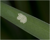 eitjes van Mendicabeer - Cycnia mendica