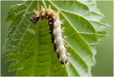 1  gehakkelde Aurelia - Polygonia c-album