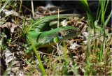 le Lzard vert ou Limbert - Hagedis