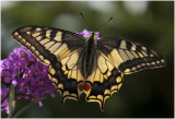 2 Koninginnepage - Papilio machaon