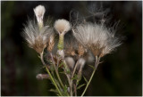 Akkerdistel - Cirsium arvense