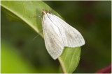 Grasmot - sitochroa palealis