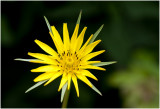 gele Morgenster - Tragopogon pratensis