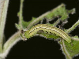 Roesje - Scoliopteryx libatrix