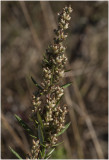 Bijvoet - Artemisia vulgaris