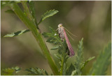 Snuitmot - Oncocera semirubella - zeldzame waarneming