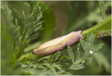 Snuitmot - Oncocera semirubella - zeldzame waarneming