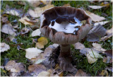 oude Parelamaniet - Amanita rubescens