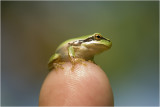 Boomkikker - Hyla arborea -Rainette verte