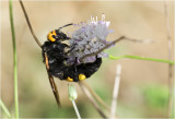 Dolkwesp - Megascolia maculata maculata - vrouwtje - female