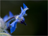 Komkommerkruid - Bernagie - Borago officinalis