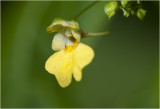 klein Springzaad - Impatiens parviflora