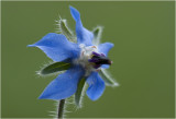 Komkommerkruid - Bernagie - Borago officinalis