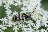 gevlekte Smalbok - Strangalia quadrifasciata