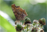 3 gehakkelde Aurelia - Polygonia c-album