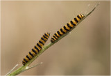 rups van Sint-Jacobsvlinder - Tyria jacobaeae