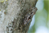 Provencaalse cicade - Lyristes plebejus