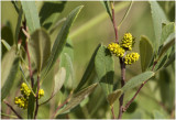 wilde Gagel - Myrica gale