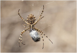 Wielwebspin - Argiope lobata