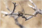 Beekoeverlibel - Orthetrum coerulescens - vrouwtje