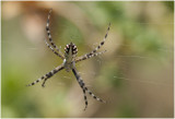 Wielwebspin - Argiope lobata