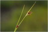 bruine Snavelbies - Rhynchospora fusca