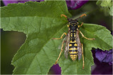 Franse Veldwesp - Polistes dominula - mannetje