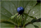 Eenbes  - Paris quadrifolia