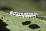 larve van de Helmkruidbladwesp - Tenthredo Scrophulariae