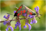 Vijfvlek Sint Jansvlinder - Zygaena trifolii