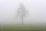 Hoogstam - Perenboom in de mist