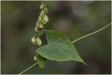 Heggenduizendknoop - Fallopia dumetorum
