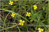 Tormentil - Potentilla erecta