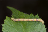 Witvlekspikkelspanner - Parectropis similaria