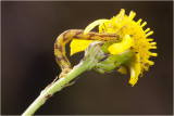gewone Heispanner - Ematurga atomaria