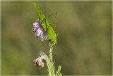 Sikkelsprinkhaan - Phaneroptera falcata