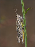 bruine Sprinkhaan - Chortippus brunneus