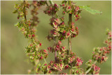 Ridderzuring - Rumex obtusifolius