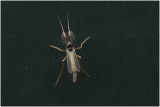 Dansmuggensoort - Chironomidae spec.