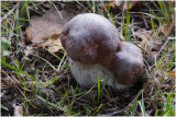 gewoon Eekhoorntjesbrood - Boletus edulis