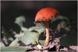 Oranjerode stropharia - Stropharia aurantiaca