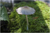 geschubde Inktzwam - Coprinus comatus 