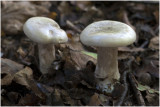 nevelzwam - Clitocybe nebularis 