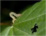 larve van de Salomonszegelbladwesp - Phymatocera aterrima