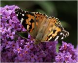 2 Distelvlinder - Vanessa cardui