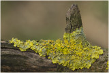 groot Dooiermos - Xanthoria parietina